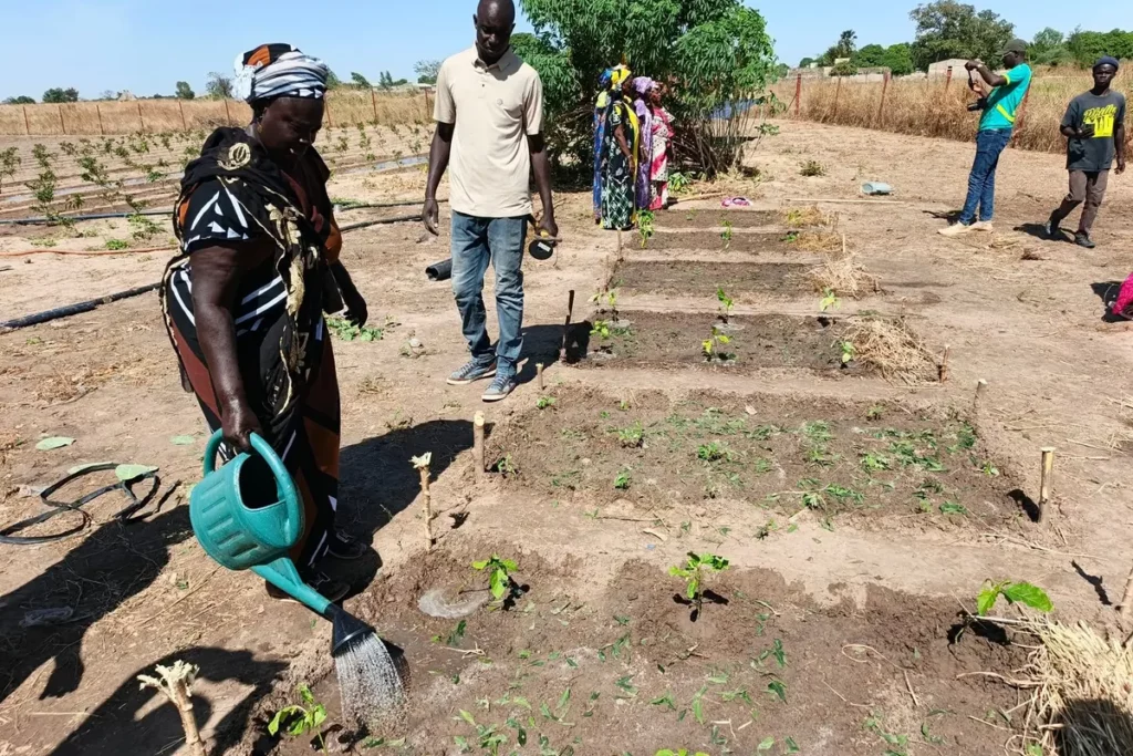 Femme arrosant des cultures dans un périmètre agroécologique accompagné par l’ONG FEE