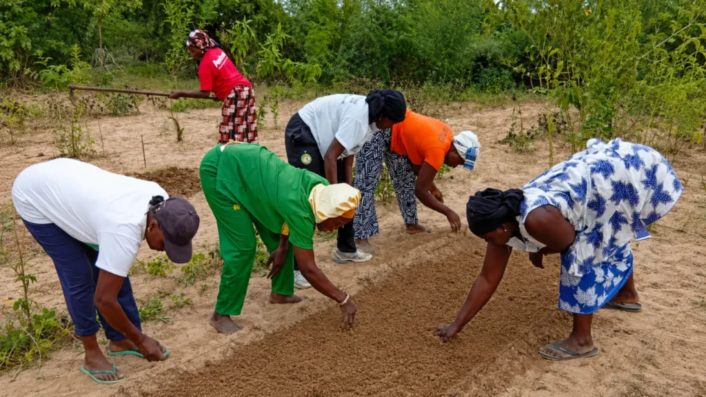 Femmes de l’ONG FEE participant à une activité agroécologique à Fatick